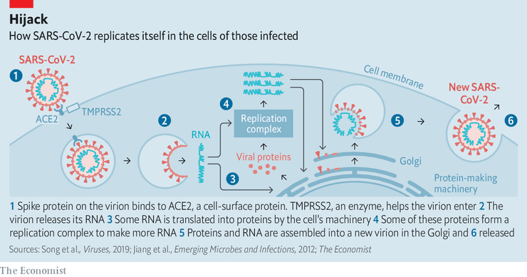 поведение вируса COVID-19 в клетках