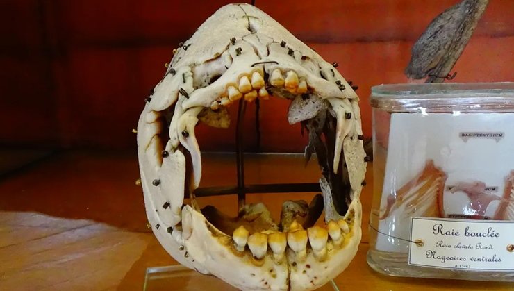 риба паку скелет