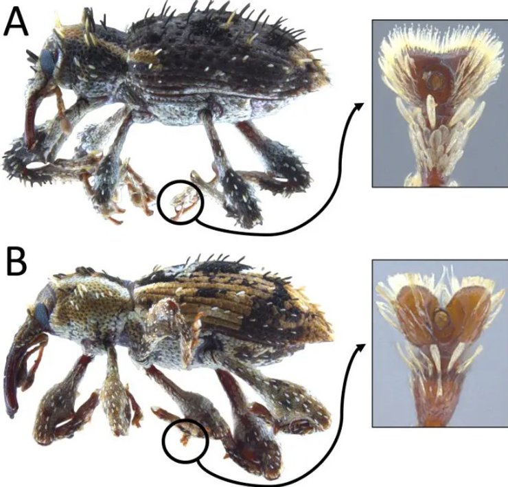 довгоносики