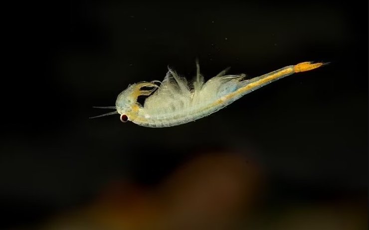 древняя креветка