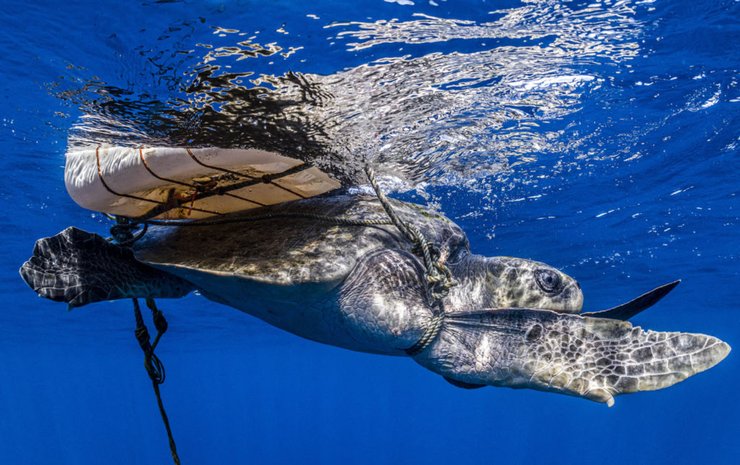 черепаха, буй, вода, снимок