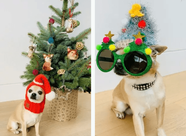 чихуахуа, собаки, елка