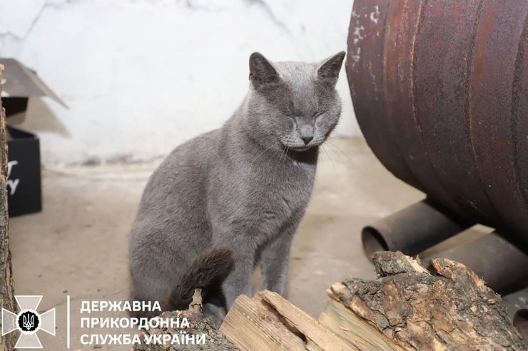 Кіт, коти, талісман, кіт талісман, ДПСУ, прикордонники, Держприкордонслужба, прикордонна служба