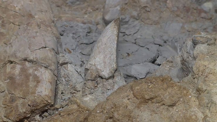 кости, раскопки, изображение