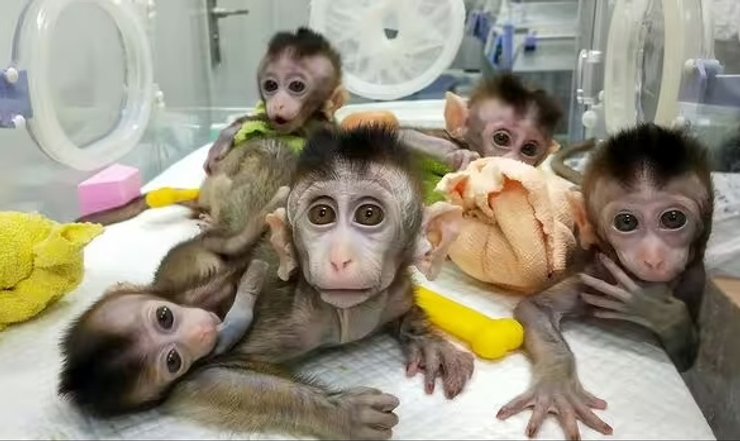 клоновані мавпи, мавпи