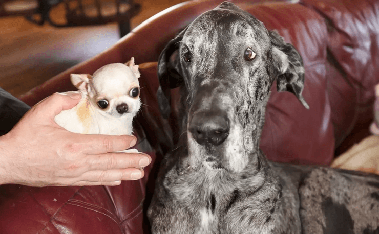 Найвищий собака, найнижчий собака, яка різниця у зрості, рекорд, книга рекордів Гіннесса, світовий рекорд, ювілей, чихуахуа, дог