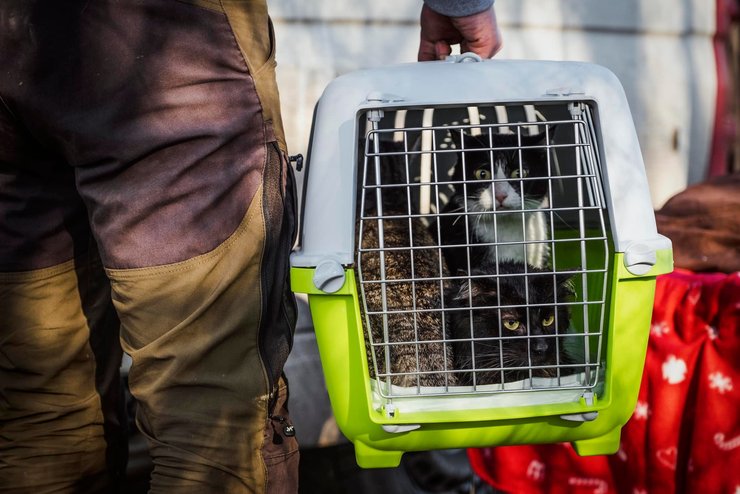 британский ветеран, ветеран том, спасение животных, иностранные добровольцы, иностранный легион, приюты для животных