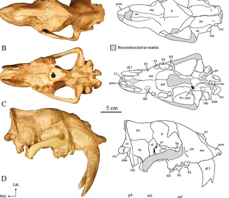 Eusmilus adelos, кости, нимравиды