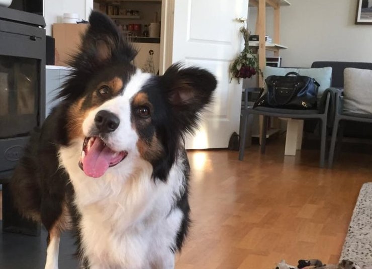 Бордер-коллы