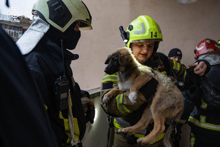 Працівники ДСНС врятували собаку у Києві