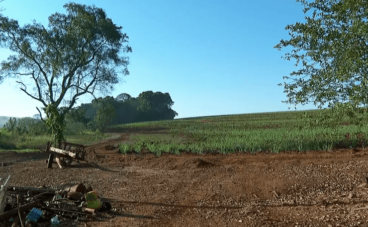 Місце, де стався напад бджіл