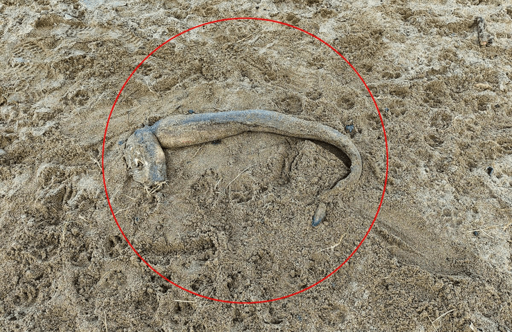 Морська істота, тварину викинуло на берег, вугор, конгер, викинуло на берег, незвичайна істота, загадкова істота, тварина, риба, пісок