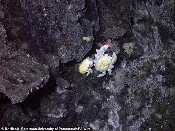 краб, краб хоффа, краб йети