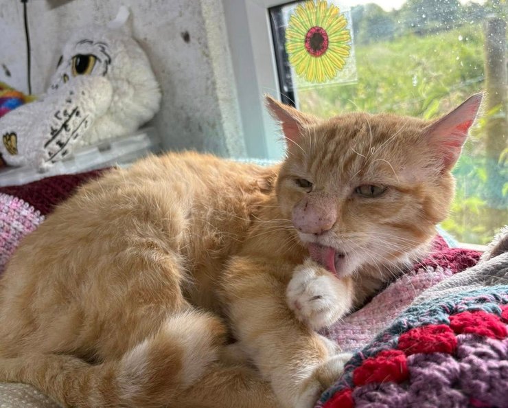 Кот с огромным носом