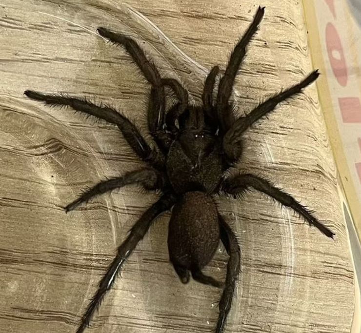 Найбільший павук Європи, оливки, товар, курйози, дивні випадки, цікаві історії