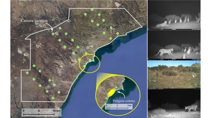 охота, пингвины, пумы