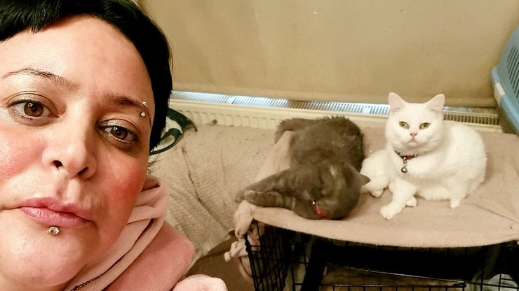 Женщина, кошки, домашние животные, питомцы