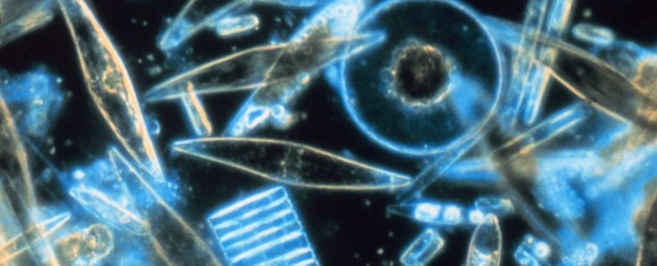 микроорганизмы океан свечение