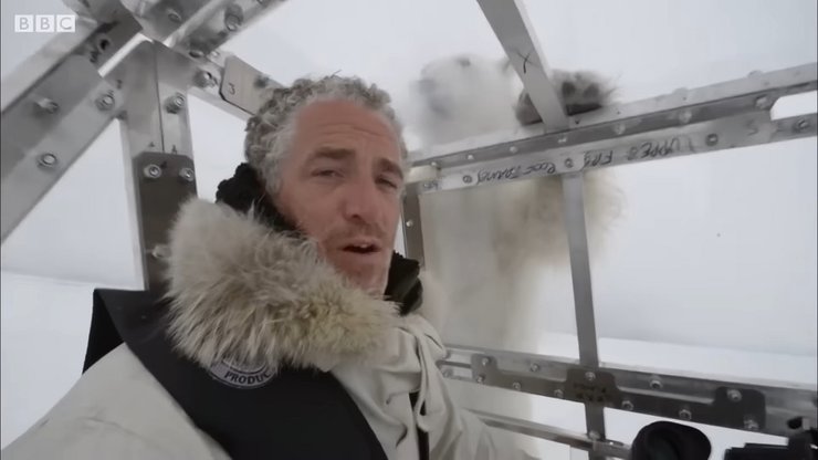 білий ведмідь, репортаж, оператор білий ведмідь, шпіцберген, гордон б'юкенен