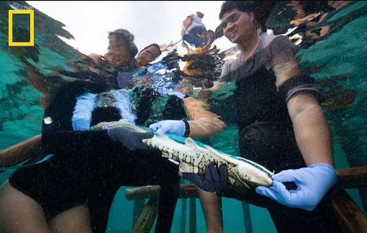 зебровая акула