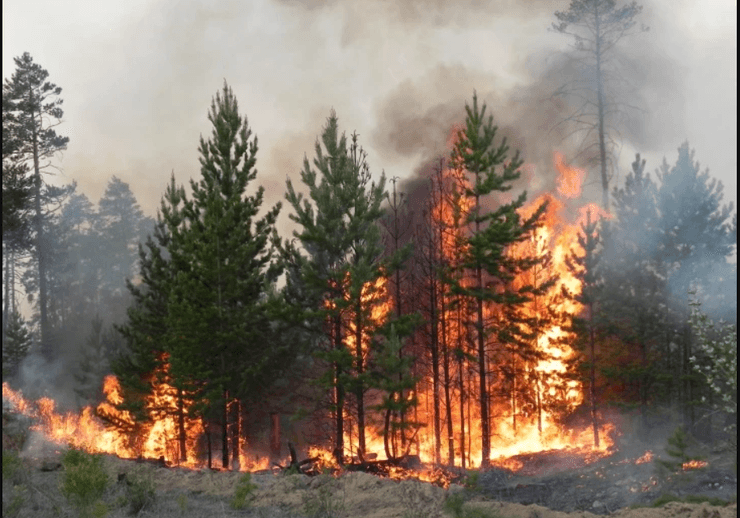ліс, пожежа, Челябінська область, фото