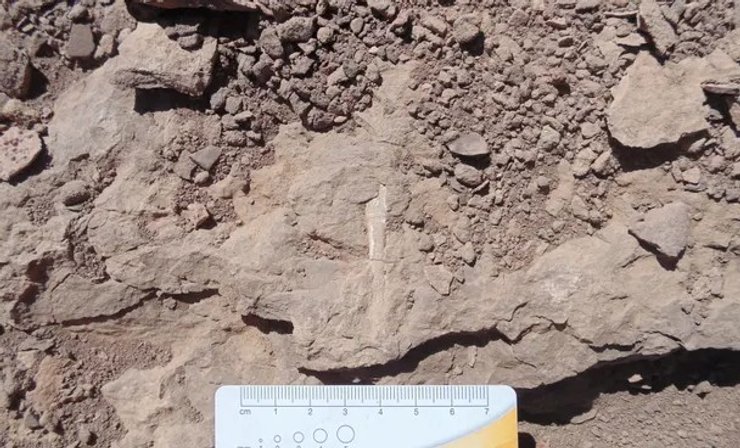 Птерозавр, кости, окаменелость