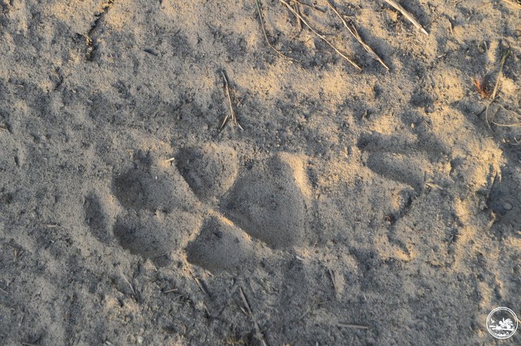 Чорнобиль, Чорнобиль зона відчуження,Чорнобильський заповідник, сліди, шакал, шакали