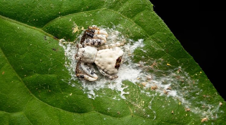 паук птичий помет
