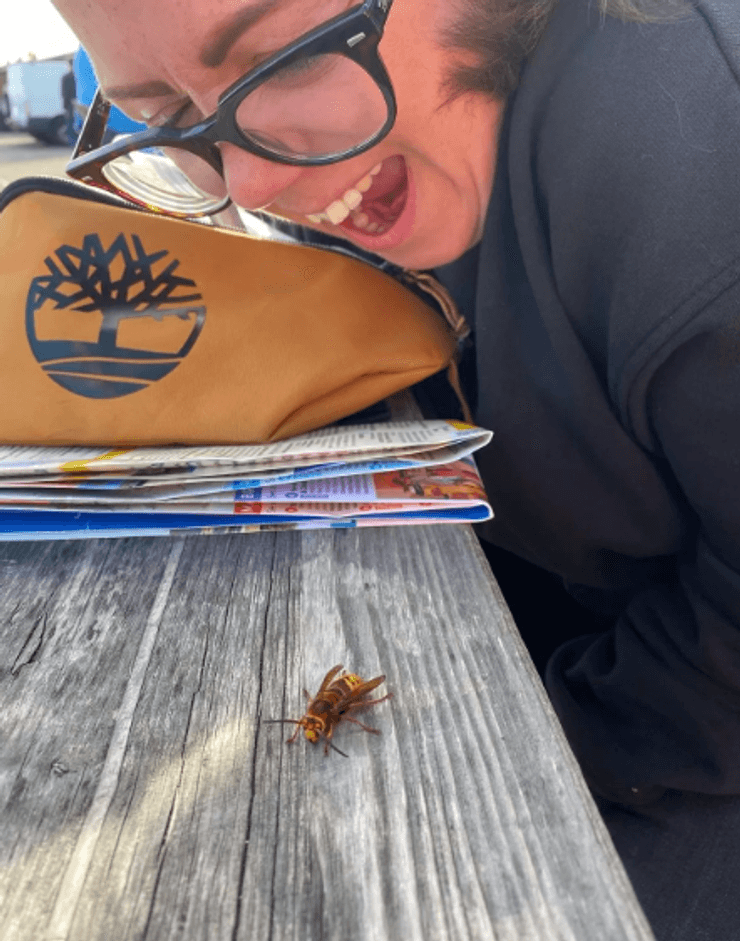 шершень, европейский шершень