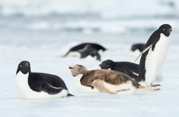 пінгвіни, генетична мутація, пінгвін Аделі