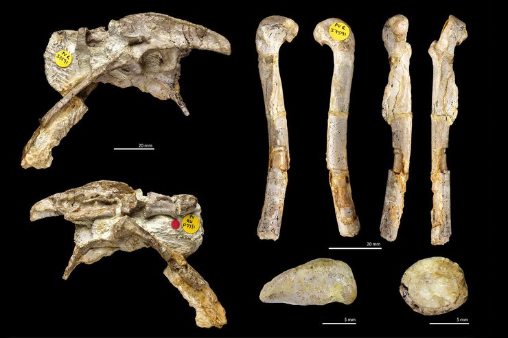 кістки, динозавр, фото