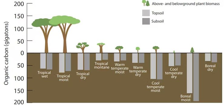 бореальный лес деревья