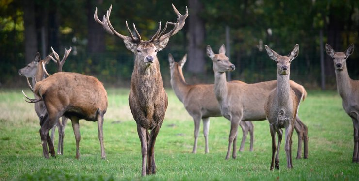 Благородный олень, Европа, инвазивный вид