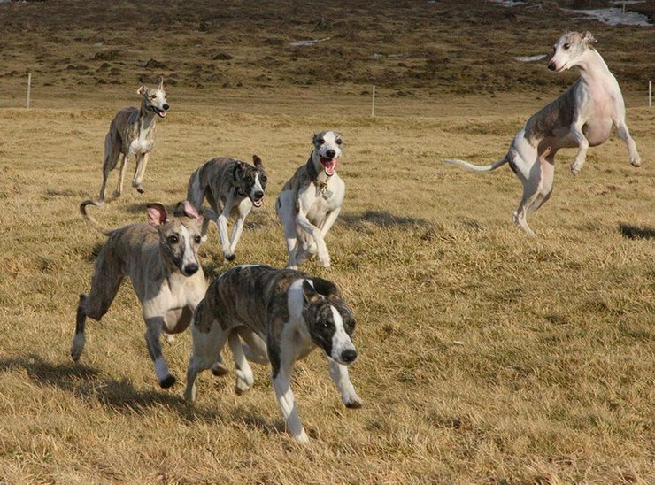 Современные борзые во время тренировки