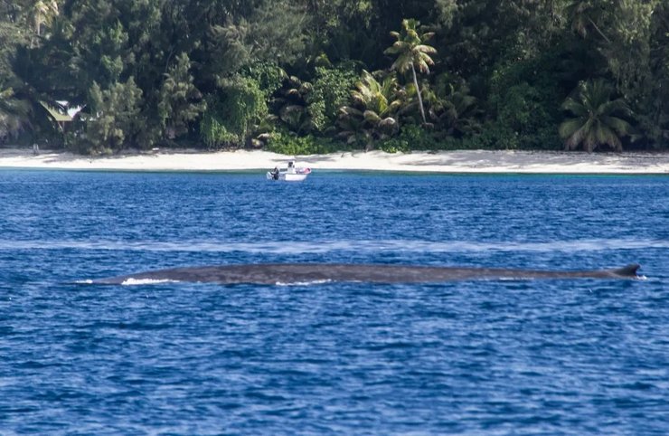 синій кит сейшели