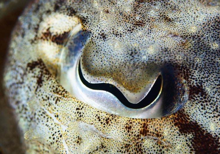 каракатицы глаза