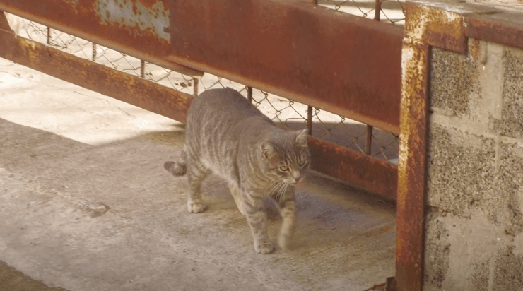 кіт, кіт Мася, охоронець історичного музею в Дніпрі