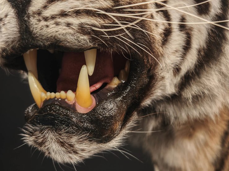 Режим супермакро на Xiaomi 17 Ultra