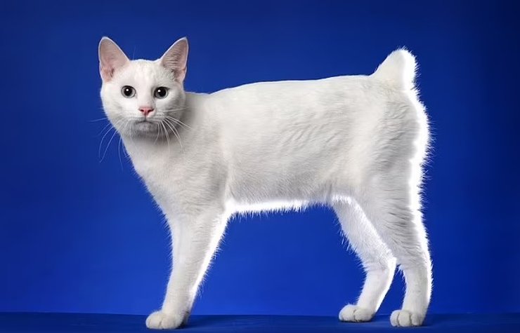 коти, кішки, японський бобтейл