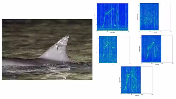 общение дельфинов