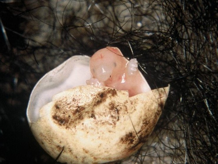 рождение ехидны