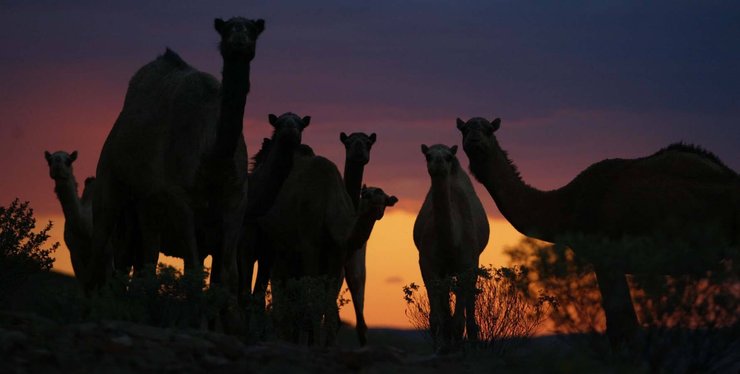 верблюд, одногорбый верблюд, дромадер, инвазивный вид, Индия, Австралия