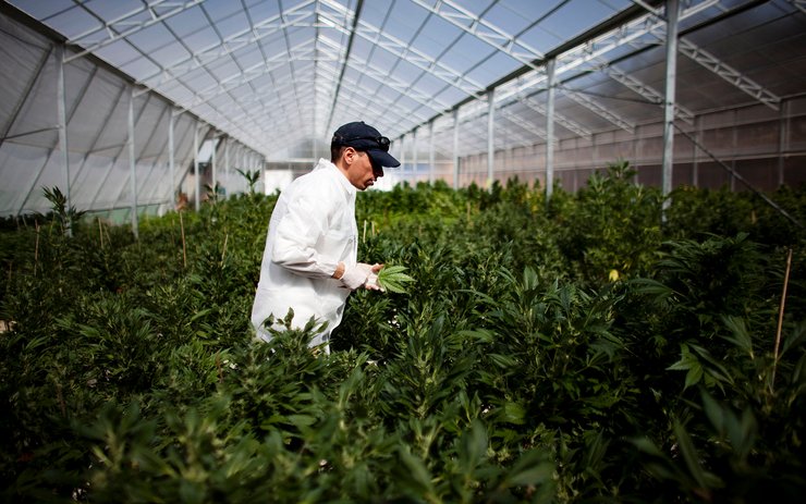 Влада боїться безконтрольного вирощування нарковмісного канабісу