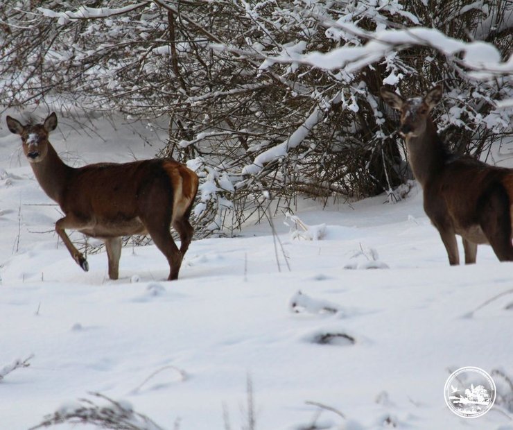 У Чорнобильському радіаційно-екологічному біосферному заповіднику зафіксували збільшення кількості оленів
