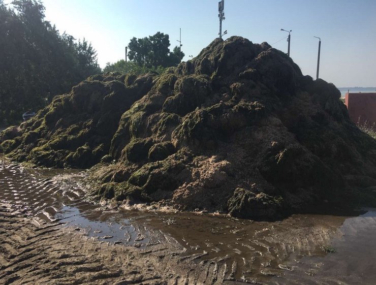 Пляж в Бердянске с водорослями