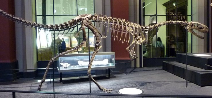 элафрозавр, скелет