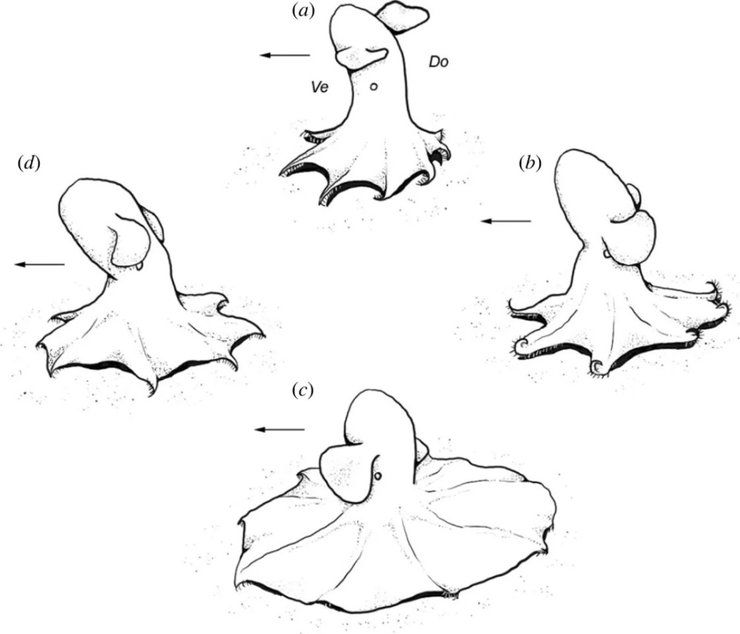 осьминог питание