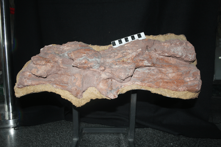 динозавр, шия, найдовша шия, завропод