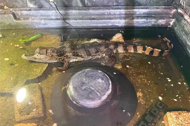 алігатор, кайман