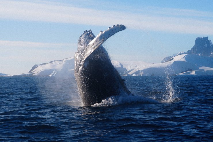 Кит-акробат возле Вернадского